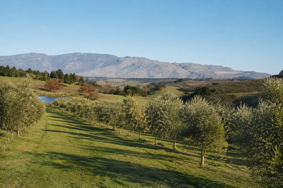 Olive rows across a grassy farm slope, with water and a mountain ridge beyond.